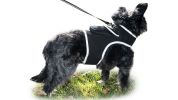 Durable GPS GSM Rechargeable Mini Collar Cat Tracker Waterproof Finder Size:XL