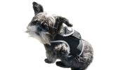 NEW Rechargeable GSM Cat Dog GPS Collar Tracking Device for Pet Safety Size:XL
