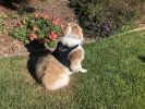 Budget-Friendly Dog Surveillance Pet Tracker GPS Tracking Device for Pets Size:XL