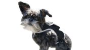 Durable GPS GSM Rechargeable Mini Collar Cat Tracker Waterproof Finder Size:XL