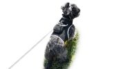 Lightweight Rechargeable Collar Pet GPS Tracker for Dogs with Movement Detector Size:S