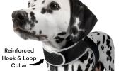 Waterproof Realtime Pet Tracking Device + Easy to Use Dog Tracker Apps Size:XS