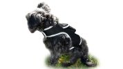 NEW Rechargeable GSM Cat Dog GPS Collar Tracking Device for Pet Safety Size:XL