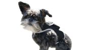 Lightweight GPS GSM Tracker Waterproof Mini Pet Collar Tracking Device Size:L