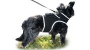 High Quality Portable Animal GPS Tracker Waterproof Collar Pet Locator Size:L