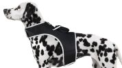 Find Pet Easily with Pet Tracker Mini GPS Collar for Dogs Tracking Device Size:XS